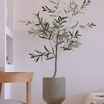 Casa Olivea