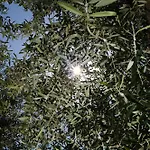 Apartman Casa Olivea *