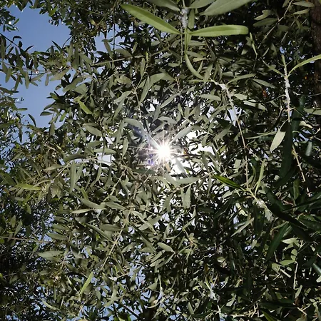 Апартаменты Casa Olivea *