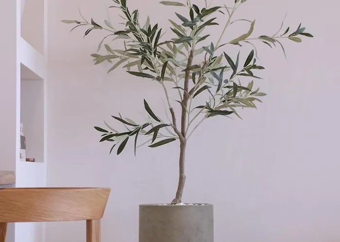 Casa Olivea