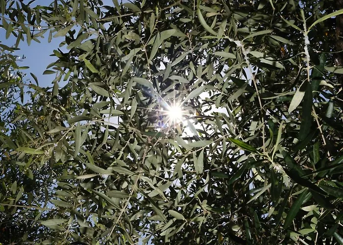 דירה Casa Olivea *